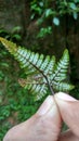 Hand holding four leaflet leaf