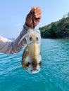 Hand holding fresh squid from fishing