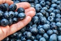 Hand holding fresh blueberries, heap of it beside, tasty blue berries Royalty Free Stock Photo