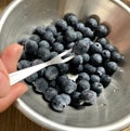 Hand holding fresh blueberry fork Healthy fruit in a stainless steel bowl Royalty Free Stock Photo