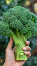 Hand holding fresh broccoli floret with selection of broccoli on blurred background