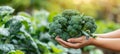 Hand holding fresh broccoli floret with selection on blurred background, copy space available