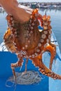 Fresh calamary along the Aegean Sea, Turkey