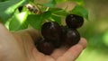 Hand holding fresh Cherries on a cherry tree. Royalty Free Stock Photo