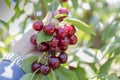 Hand holding fresh cherry Royalty Free Stock Photo