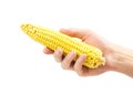 Hand holding fresh corn cob on white background Royalty Free Stock Photo