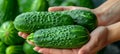 Hand holding fresh crisp cucumber with selection on blurred background, perfect for text Royalty Free Stock Photo