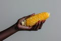Hand holding fresh ear of corn Royalty Free Stock Photo
