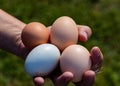 Hand holding fresh eggs from backyard chicken flcok Royalty Free Stock Photo
