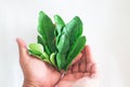 Hand holding Fresh Green Kaffir Lime Leaves on White Background, ingradient for Asia`s food