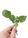 Hand holding Fresh Green Kaffir Lime Leaves isolated on White Background, ingradient for Asia`s food