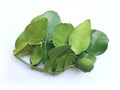 Hand holding Fresh Green Kaffir Lime Leaves isolated on White Background, ingradient for Asia`s food