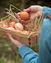 A hand holding a fresh hen egg and other eggs in a basket with n Royalty Free Stock Photo