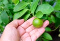 Hand Holding Fresh Kumquats or Small Oranges Royalty Free Stock Photo