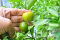 Hand Holding Fresh Kumquats or Small Oranges Royalty Free Stock Photo