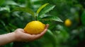 Hand holding fresh lemon with blurred background, ideal lemon pick among lemons with space for text Royalty Free Stock Photo