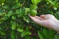 Hand holding fresh lemon from tree branch, harvest agriculture concept