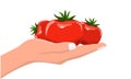 Hand holding fresh and organic vegetable tomato. Vector with Flat and solid color Royalty Free Stock Photo