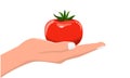 Hand holding fresh and organic vegetable tomato. Vector with Flat and solid color Royalty Free Stock Photo