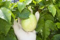 Hand holding fresh passion fruit with green leaves background. Royalty Free Stock Photo