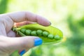 Hand holding fresh peas in pod in green background