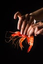 Hand holding prawn Royalty Free Stock Photo