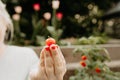 Hand holding up a fresh homegrown cherry tomato outside in the garden Royalty Free Stock Photo