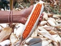 Hand Holding A Fresh Red Maize or Corn Cob Above Many Corns in the Background at the Field Royalty Free Stock Photo