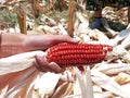 Hand Holding A Fresh Red Maize or Corn Cob Above Many Corns in the Background at the Field Royalty Free Stock Photo