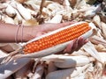 Hand Holding A Fresh Red Maize or Corn Cob Above Many Corns in the Background at the Field Royalty Free Stock Photo