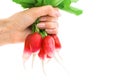 Hand holding fresh red radish isolated on white