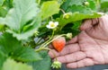 Hand holding fresh strawberry in organic strawberry farm Royalty Free Stock Photo