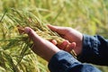 hand holding fresh rice