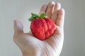 Hand holding a fresh ripe giant strawberry