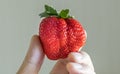 Hand holding a fresh ripe giant strawberry