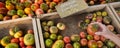 Hand Holding Fresh Ripe Tomato Heirloom Farmers Market Garden Produce Royalty Free Stock Photo