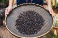 Hand holding fresh roasted coffee been in Thailand