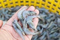 Hand holding fresh shrimps