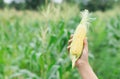 Hand holding fresh sweet corn in nature green corn field Royalty Free Stock Photo