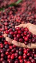 Hand holding fresh tart cranberries on blurred background with copy space for text