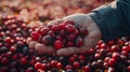 Hand holding fresh tart cranberries on blurred background with copy space for text