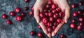 Hand holding fresh tart cranberries, selection on blurred background with text space