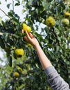 Hand holding fresh tasty pear Royalty Free Stock Photo