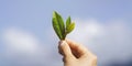 Hand holding fresh tea leaves against blue sky Royalty Free Stock Photo