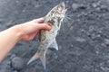 Fresh Catch: Hand Holding Fish Covered in Black Sand Royalty Free Stock Photo