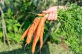 Hand holding freshly harvested bunch of carrots garden background Royalty Free Stock Photo