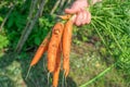 Hand holding freshly harvested bunch of carrots garden background Royalty Free Stock Photo