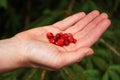 Hand holding freshly harvested small forest strawberries, blurred trees in background Royalty Free Stock Photo