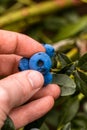 Hand holding freshly picked blueberries Royalty Free Stock Photo