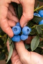 Hand holding freshly picked blueberries Royalty Free Stock Photo